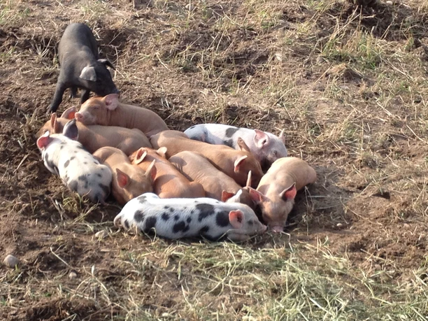 Ferkel in Freilandhaltung