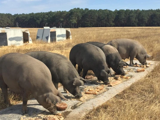 Flämiger Weideschweine
