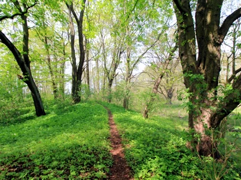 Pfad auf dem Burgwall