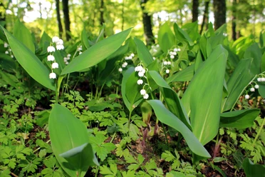 Maiglöckchenblüte im Gutspark Dahlen