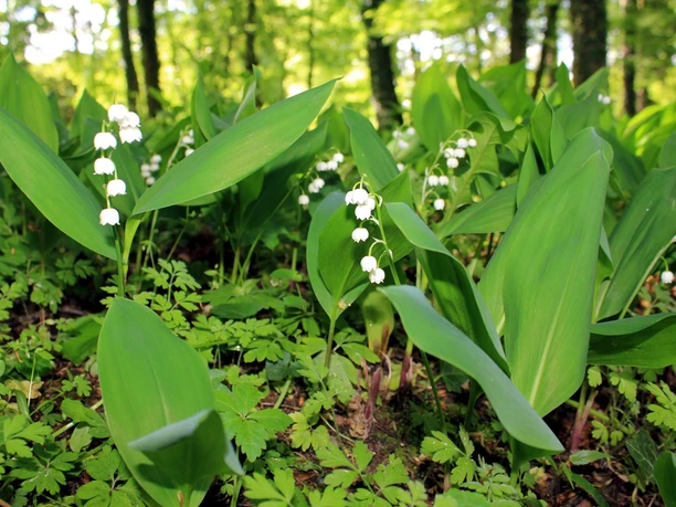 Maiglöckchenblüte im Gutspark Dahlen