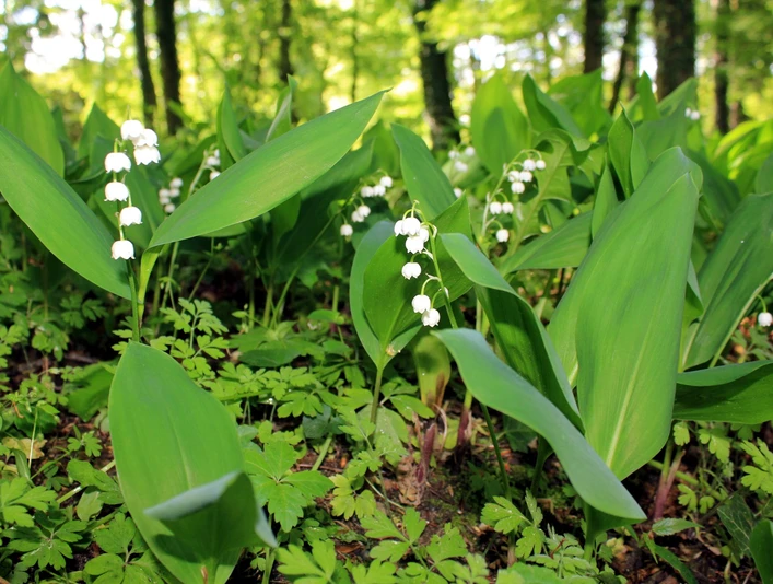 Maiglöckchenblüte im Gutspark Dahlen