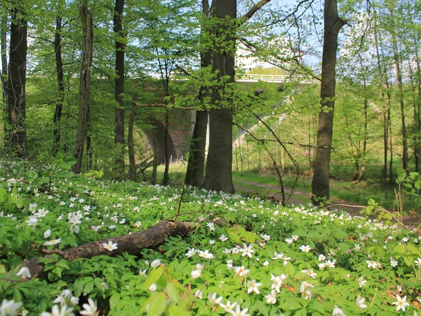 Anemonenblüte an der Millionenbrücke