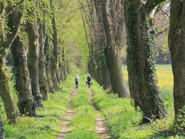 Eine Allee führt zum Erbbegräbnis.