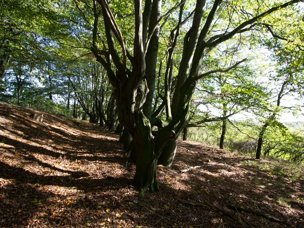 Der Hügel des Erbbegräbnisses ist von Hainbuchen gesäumt.