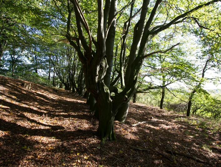 Der Hügel des Erbbegräbnisses ist von Hainbuchen gesäumt.