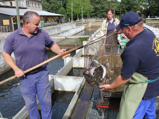 Fischer vom Forellenhof Locktow bei der Arbeit