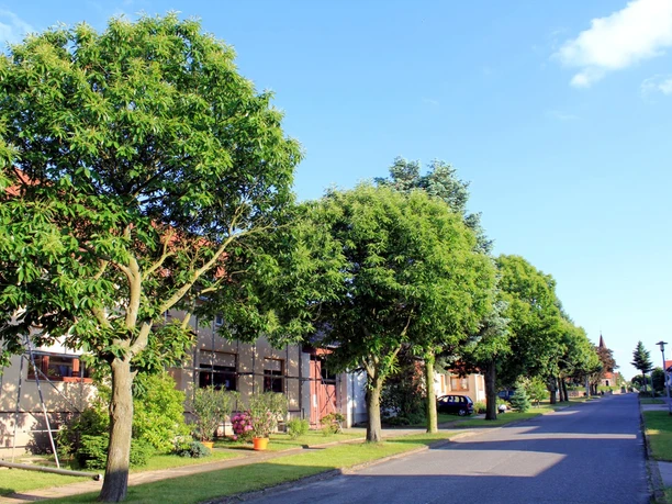 Esskastanien in Locktow