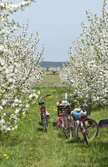 Radfahrer in Werder (Havel) zur Baumblüte