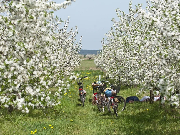 Radfahrer in Werder (Havel) zur Baumblüte