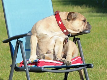 Tierische Entspannung