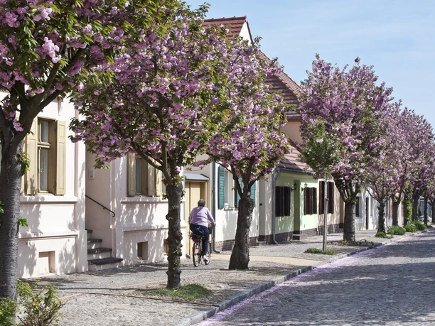 Baumblüte in Werder (Havel)