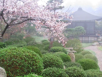 Japanischer Bonsaigarten Ferch