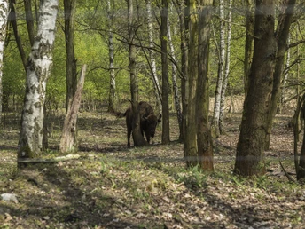 Wisent in Sielmanns Naturlandschaft Döberitzer Heide