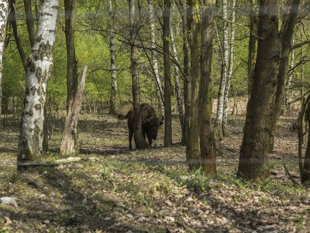Wisent in Sielmanns Naturlandschaft Döberitzer Heide