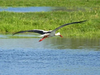Adebar über der Oder