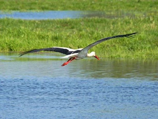 Adebar über der Oder
