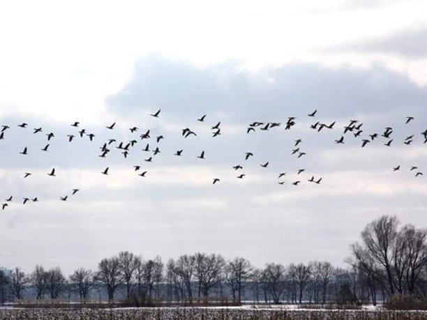 Ziltendorfer Niederung