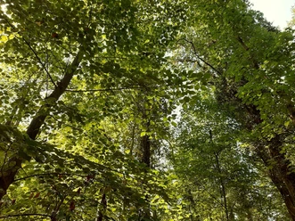 Neuzelle Fasanenwald