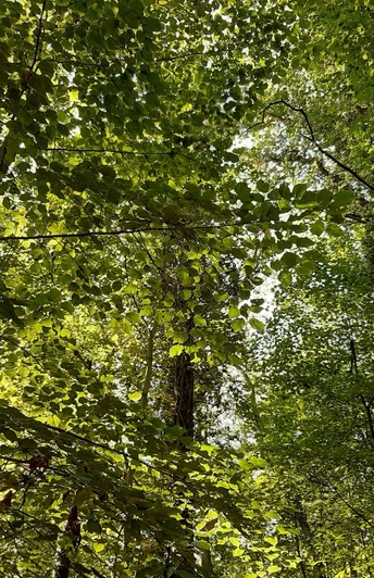 Neuzelle Fasanenwald