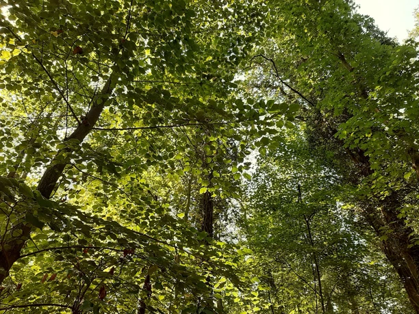 Neuzelle Fasanenwald