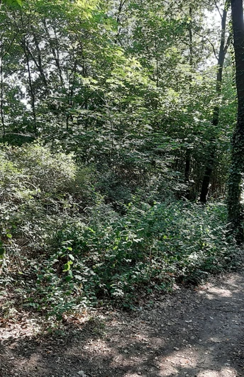 Spaziergang zum Hanna Bieber Böhm Denkmal