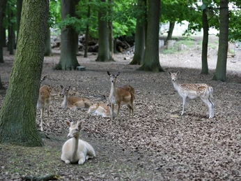 Willes Welt - Damwild