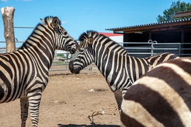 Willes Welt - Zebras