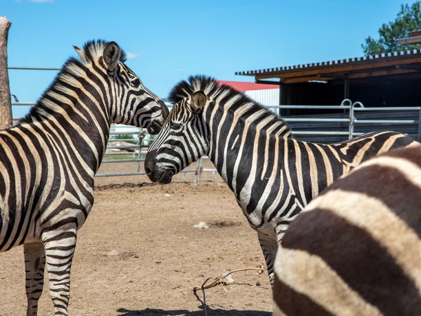 Willes Welt - Zebras