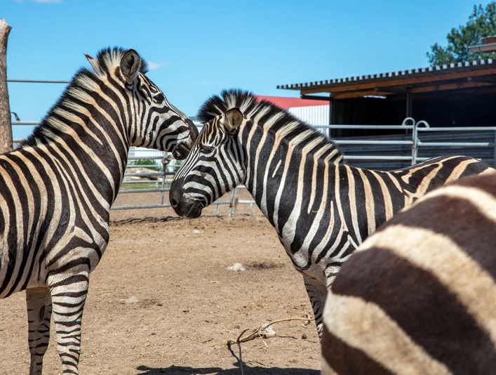 Willes Welt - Zebras