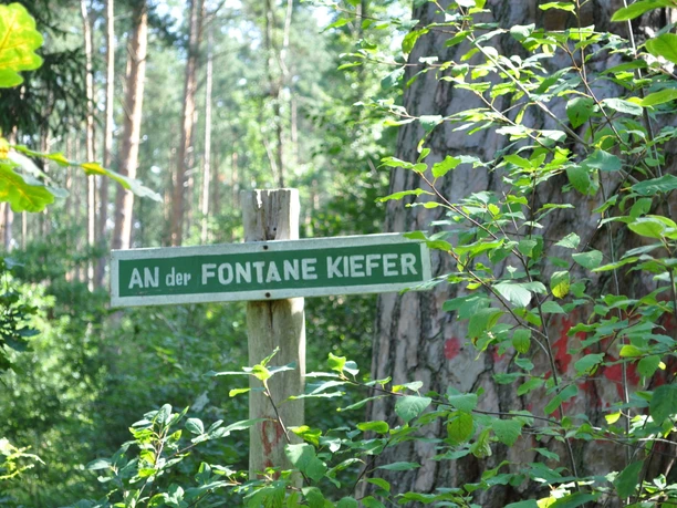 Rast an der Fontane-Kiefer im NSG Löcknitzta