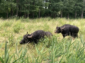 Storkower Wasserbüffel