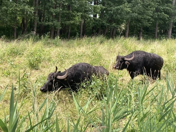 Storkower Wasserbüffel