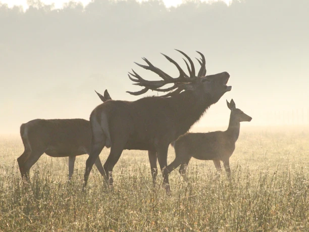 Gut Hirschaue Hirsch