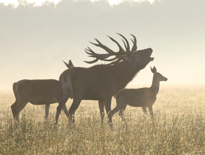 Gut Hirschaue Hirsch