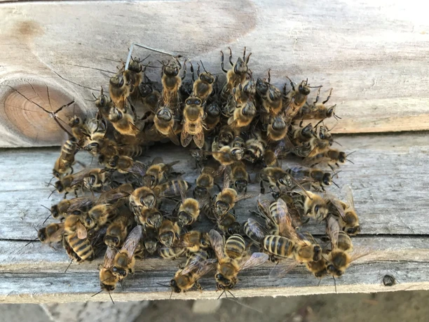 Bienen Bienen