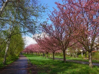 TV-Asahi Kirschblütenallee