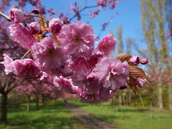 TV-Asahi Kirschblütenallee