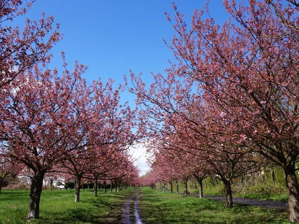 TV-Asahi Kirschblütenallee