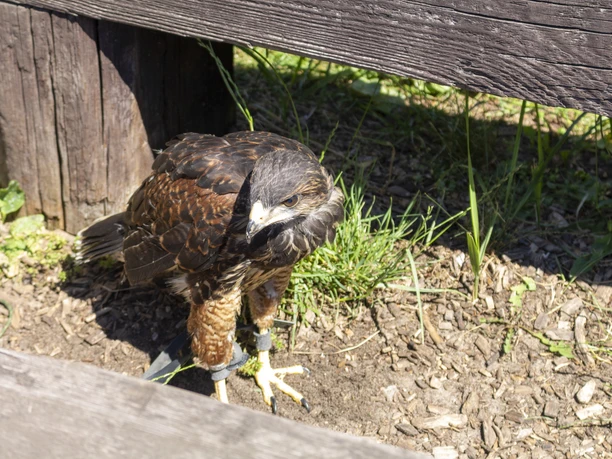 Greifvogel im Falkenhof