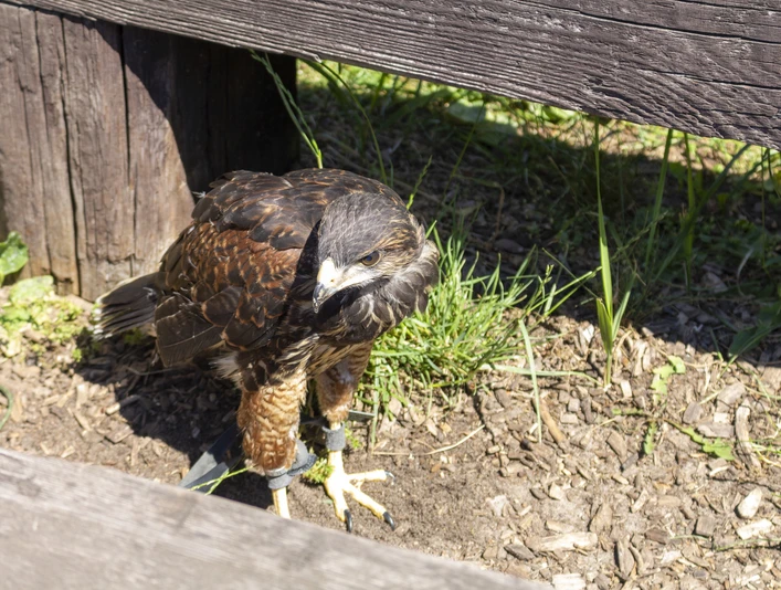 Greifvogel im Falkenhof