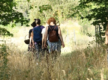Kräuterwanderungen in Potsdam Claudia Zesche Herbal Hunter