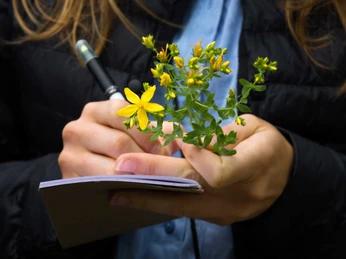 essbare Wildpflanzen bestimmen, sammeln und verarbeiten