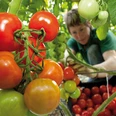 Tomaten von FONTANA Gartenbau GmbH