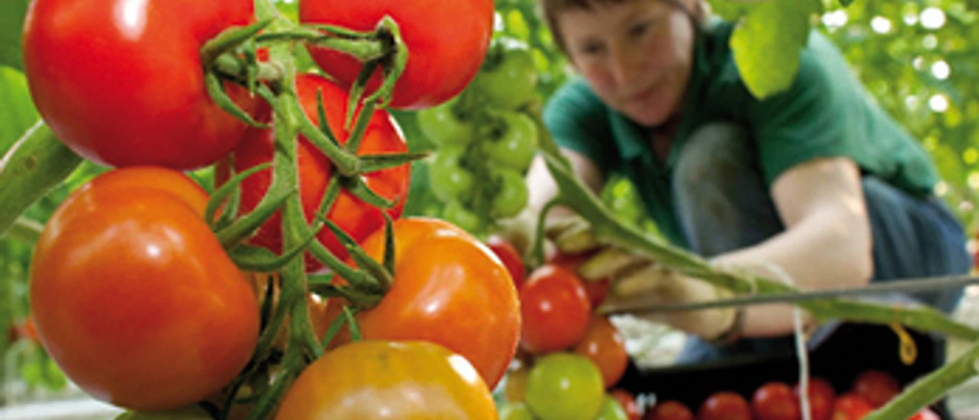 Tomaten von FONTANA Gartenbau GmbH