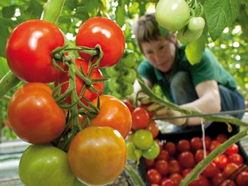 Tomaten von FONTANA Gartenbau GmbH