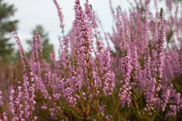 Henzendorfer Heide