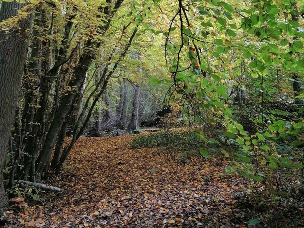 Die Atmosphäre des Waldes