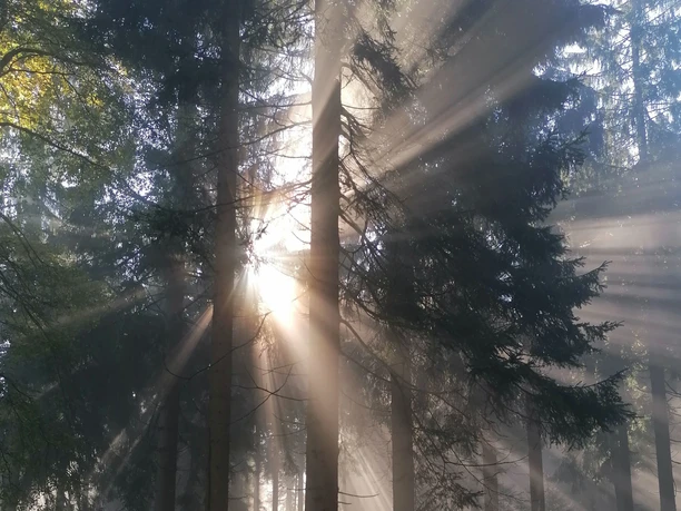 Waldbaden - Lichtspiel im Wald