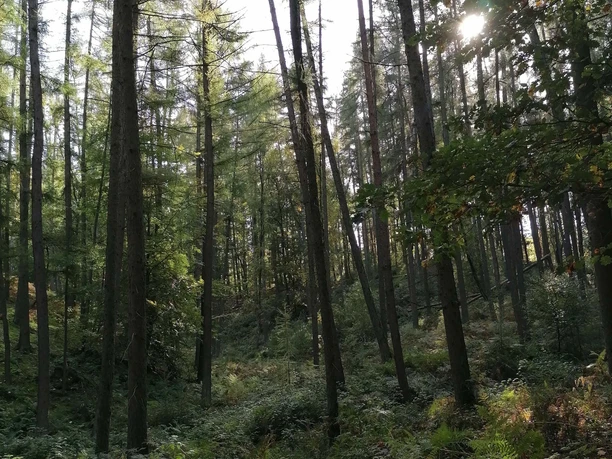 Den Wald wahrnehmen